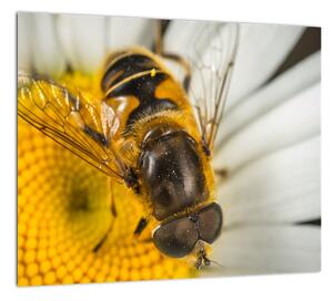 Obraz - detail včely (Obraz 30x30cm)