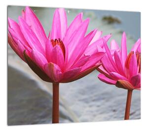 Obraz dvoch kvetov (Obraz 30x30cm)