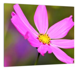 Obraz kvety (Obraz 30x30cm)