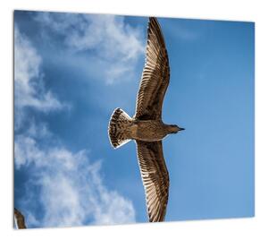 Obraz letiaceho vtáka (Obraz 30x30cm)