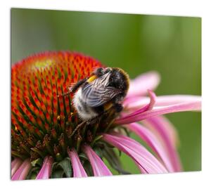 Obraz včely na kvete (Obraz 30x30cm)