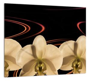 Obraz s orchideí (Obraz 30x30cm)