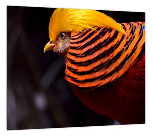 Obraz vtáka (Obraz 30x30cm)