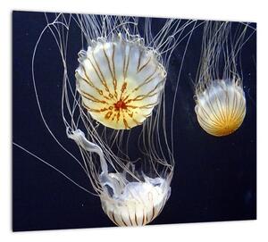 Obraz - medúzy (Obraz 30x30cm)