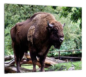 Obraz s americkým bizónom (Obraz 30x30cm)