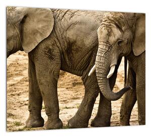 Slon, obraz (Obraz 30x30cm)