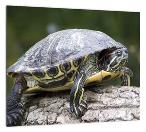 Obraz suchozemské korytnačky (Obraz 30x30cm)