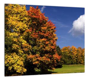 Jesenné stromy - obraz do bytu (Obraz 30x30cm)
