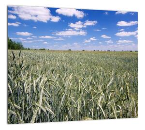 Pole pšenice - obraz (Obraz 30x30cm)