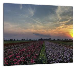 Obraz pole s kvetinami (Obraz 30x30cm)