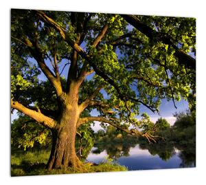 Obraz stromu (Obraz 30x30cm)