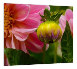 Obraz kvetu rastliny (Obraz 30x30cm)