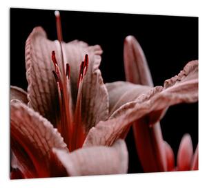 Detail kvety - obraz (Obraz 30x30cm)