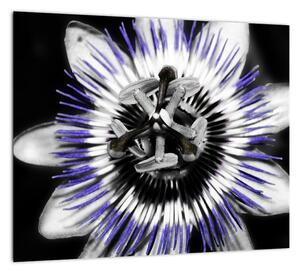 Obrazy kvetov (Obraz 30x30cm)