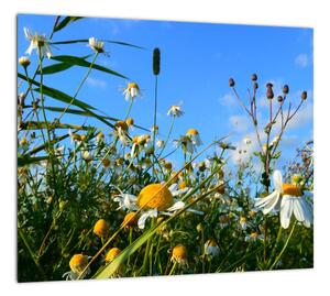 Obraz lúčnych kvetov (Obraz 30x30cm)