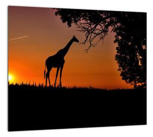 Obraz žirafy v prírode (Obraz 30x30cm)