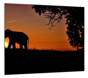 Obraz slona v prírode (Obraz 30x30cm)