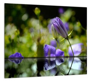 Modrá kvetina - obraz (Obraz 30x30cm)