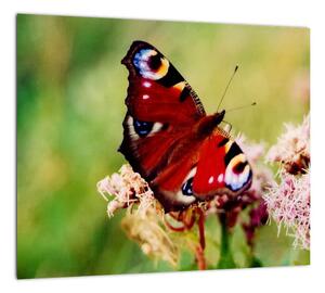 Motýľ - obraz (Obraz 30x30cm)