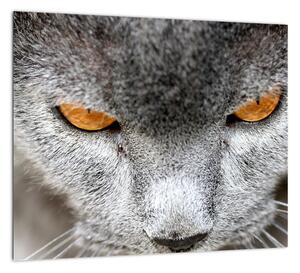 Mačka - obraz (Obraz 30x30cm)