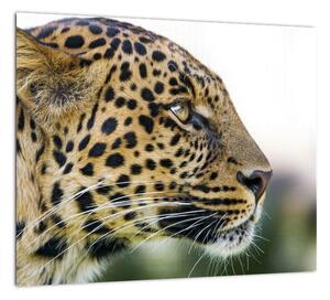 Leopard - obraz (Obraz 30x30cm)