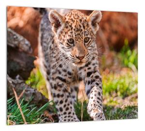 Mláďa leoparda - obraz do bytu (Obraz 30x30cm)