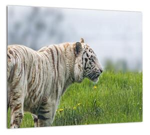 Tiger - obraz (Obraz 30x30cm)