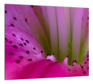 Detail kvetu - moderný obraz (Obraz 30x30cm)