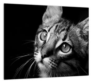 Obraz mačky (Obraz 30x30cm)