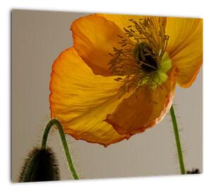 Žltý kvet - obraz (Obraz 30x30cm)