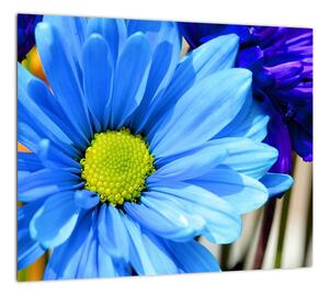 Modrá chryzantéma - obrazy (Obraz 30x30cm)
