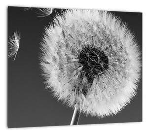 Odkvitnutá púpava - obraz kvetín (Obraz 30x30cm)