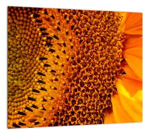 Detail slnečnice - obraz (Obraz 30x30cm)