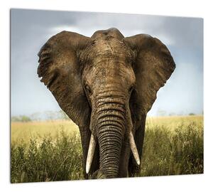 Slon - obraz (Obraz 30x30cm)
