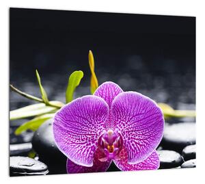 Kvet orchidey - obraz (Obraz 30x30cm)