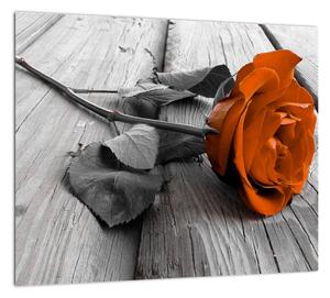 Ruže oranžová - obraz (Obraz 30x30cm)