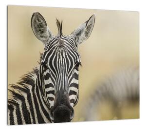 Zebra - obraz (Obraz 30x30cm)