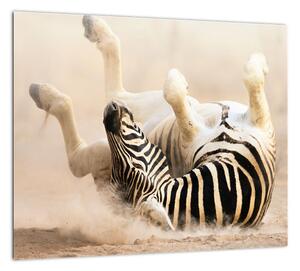 Obraz zebry (Obraz 30x30cm)