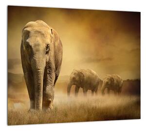 Obraz slona (Obraz 30x30cm)