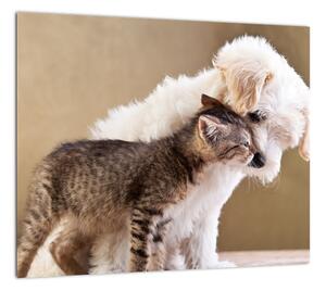 Mačiatko a šteňa - obraz (Obraz 30x30cm)