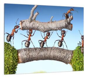 Obraz mravcov (Obraz 30x30cm)