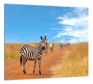 Zebra na ceste - obraz (Obraz 30x30cm)