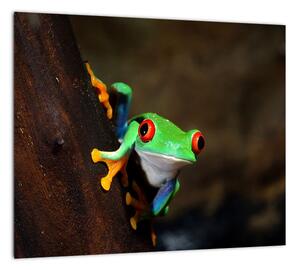Žaba - obraz (Obraz 30x30cm)