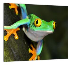 Žaba - obraz (Obraz 30x30cm)