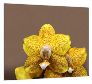 Žltá orchidea - obraz (Obraz 30x30cm)