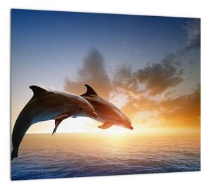 Delfíny - obraz (Obraz 30x30cm)