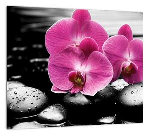 Obraz orchideí (Obraz 30x30cm)