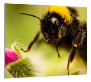 Včela - obraz (Obraz 30x30cm)