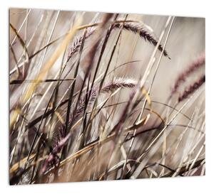 Obraz pšenica (Obraz 30x30cm)