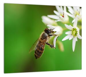 Fotka včely - obraz (Obraz 30x30cm)